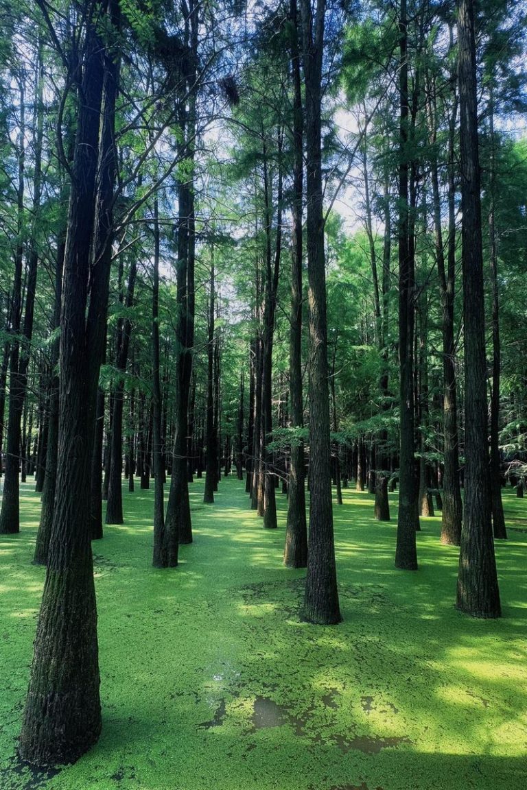 EUDR Compliance for Bamboo Products: What European Importers Need to Know